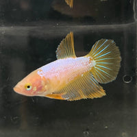 the-fish-farm Female Betta Female Betta - One Only - Z Choose your own Female Betta at The Fish Farm Australia