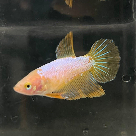 the-fish-farm Female Betta Female Betta - One Only - Z Choose your own Female Betta at The Fish Farm Australia