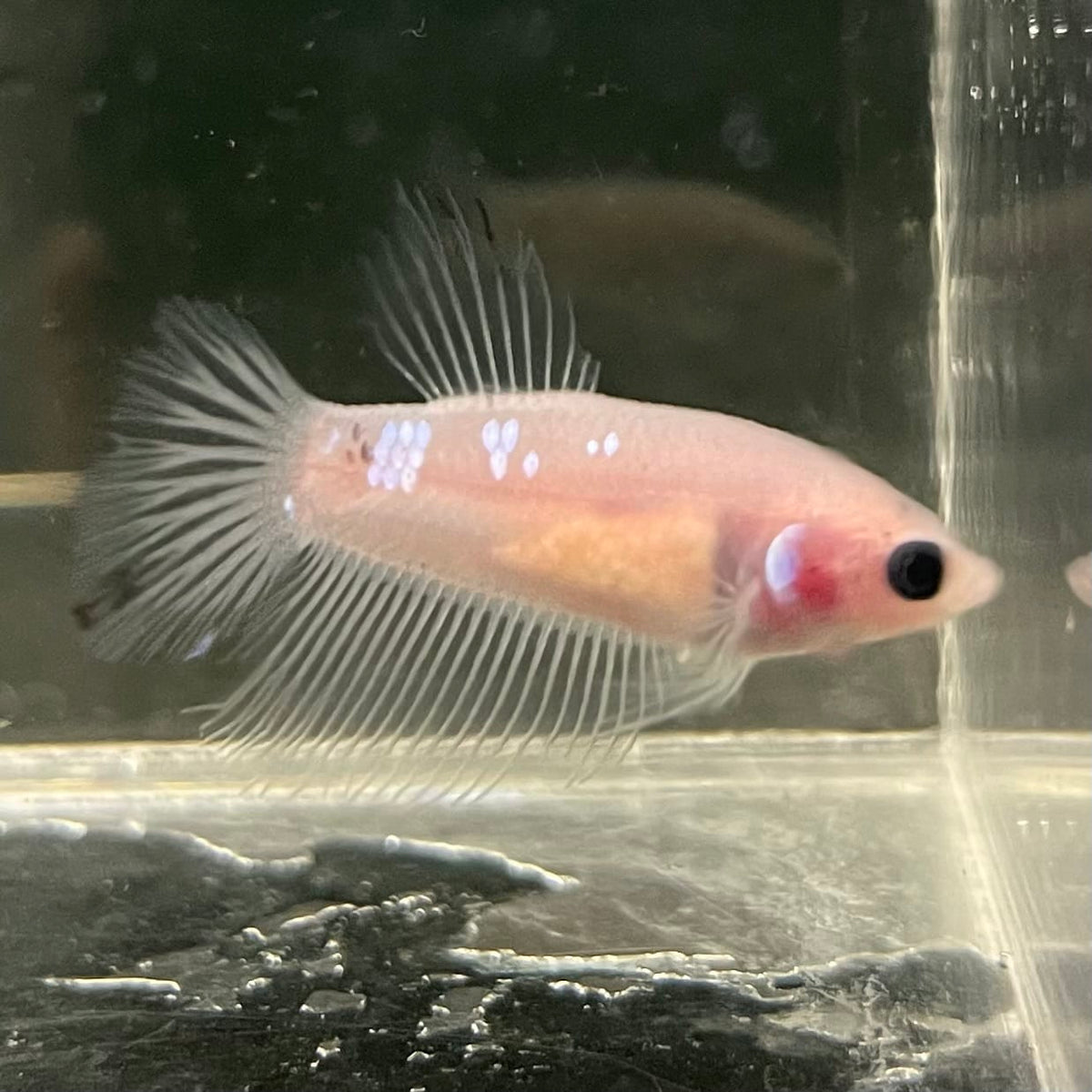 the-fish-farm Female Betta Female Betta - One Only - Z Choose your own Female Betta at The Fish Farm Australia