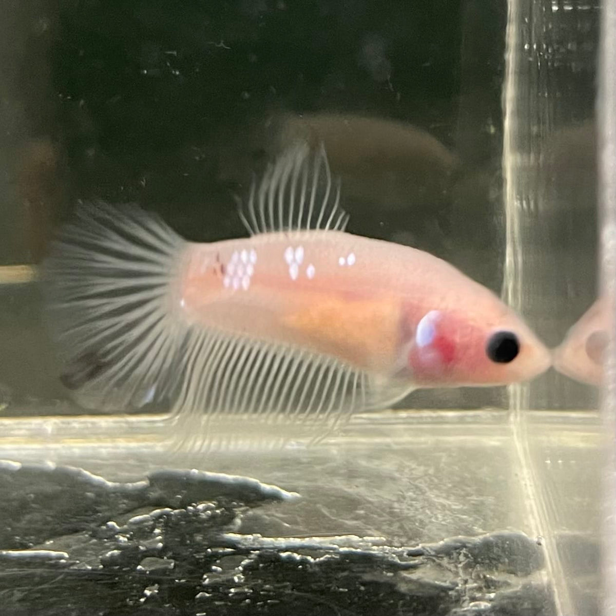 the-fish-farm Female Betta Female Betta - One Only - Z Choose your own Female Betta at The Fish Farm Australia
