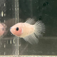 the-fish-farm Female Betta Female Betta - One Only - Z Choose your own Female Betta at The Fish Farm Australia