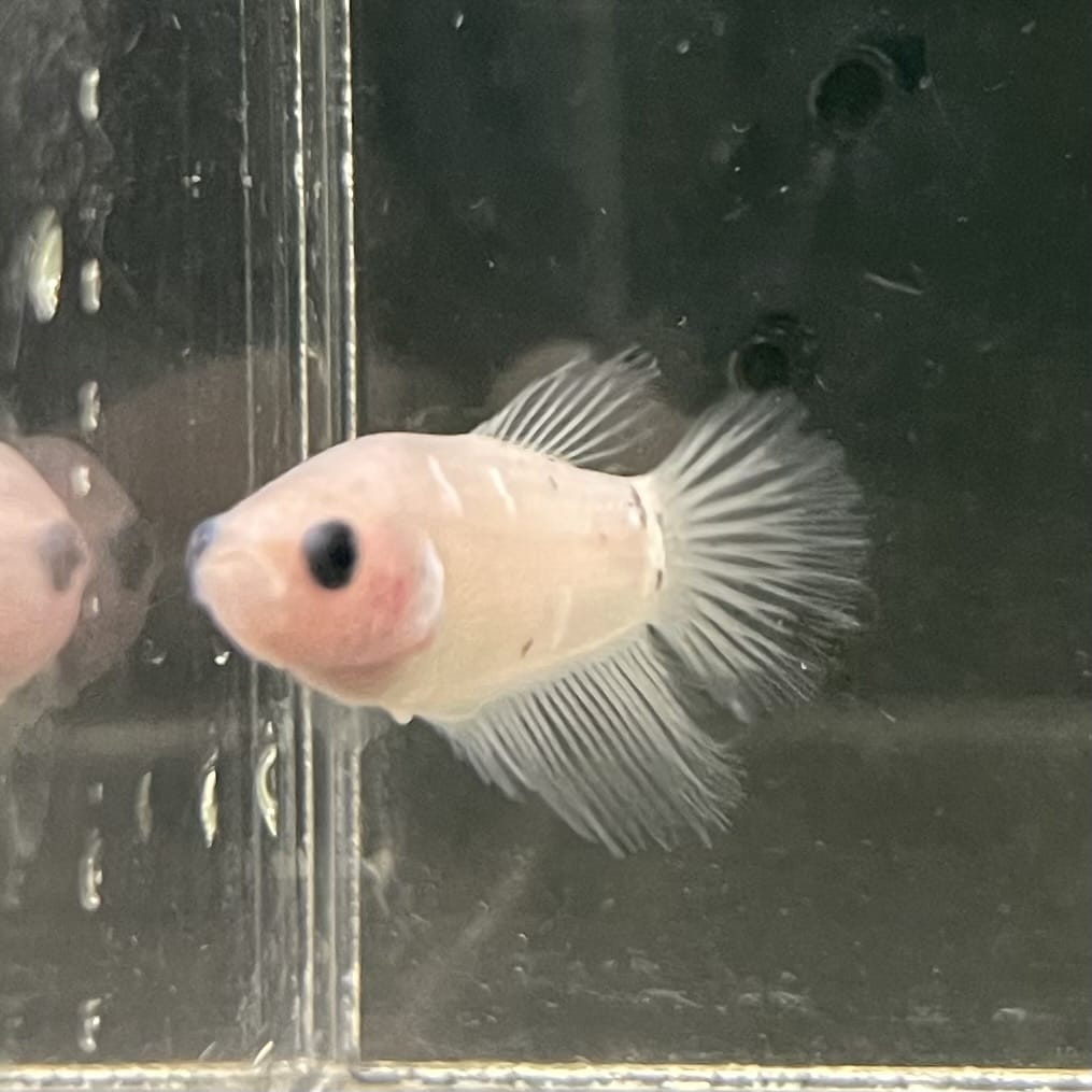 the-fish-farm Female Betta Female Betta - One Only - Z Choose your own Female Betta at The Fish Farm Australia