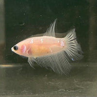 the-fish-farm Female Betta Female Betta - One Only - Z Choose your own Female Betta at The Fish Farm Australia