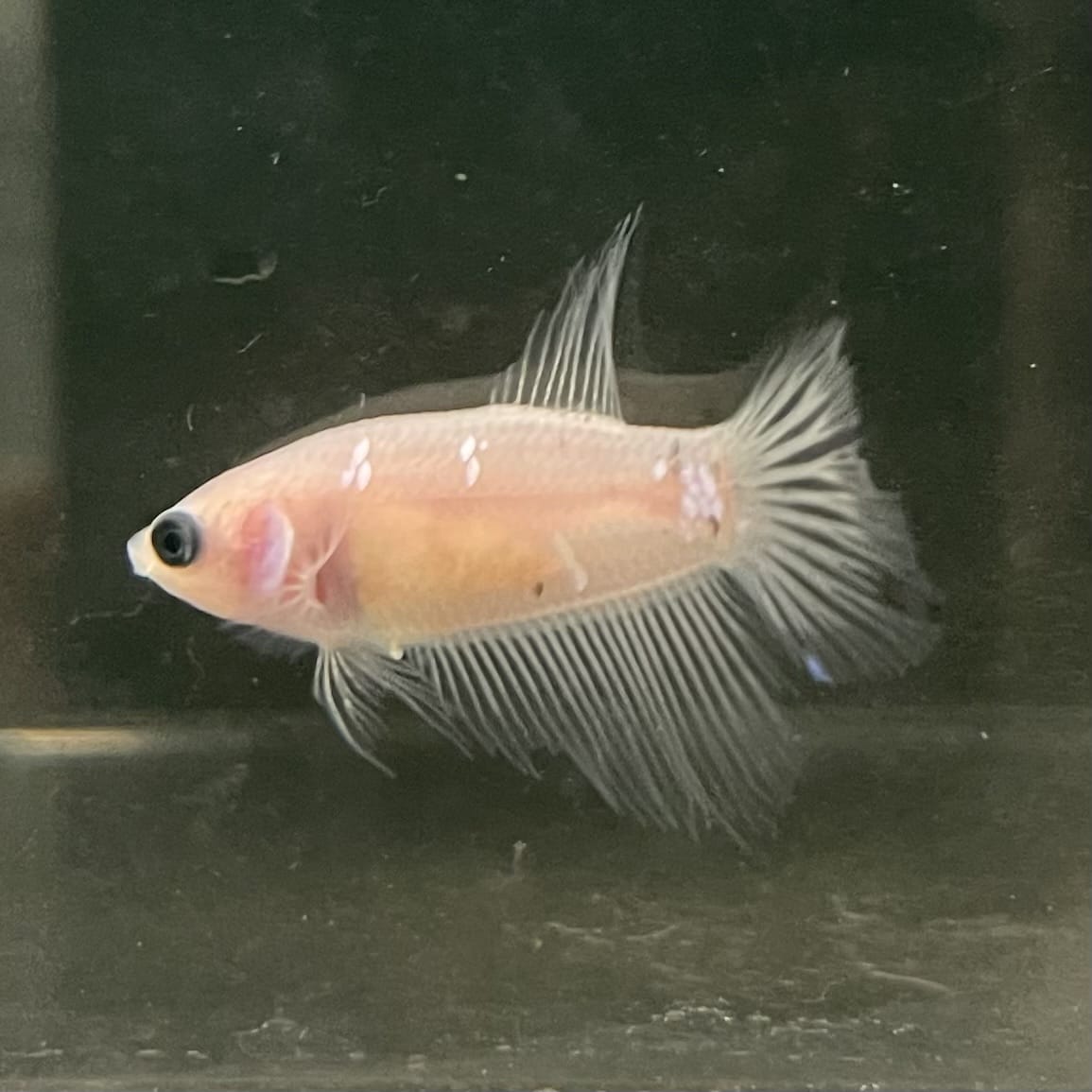 the-fish-farm Female Betta Female Betta - One Only - Z Choose your own Female Betta at The Fish Farm Australia