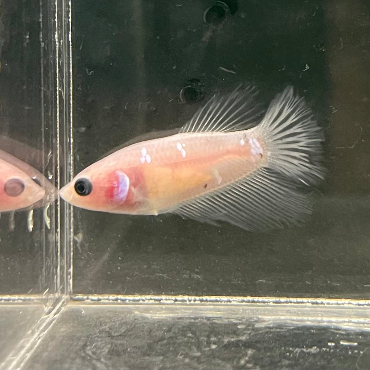 the-fish-farm Female Betta Female Betta - One Only - Z Choose your own Female Betta at The Fish Farm Australia