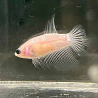 the-fish-farm Female Betta Female Betta - One Only - Z Choose your own Female Betta at The Fish Farm Australia