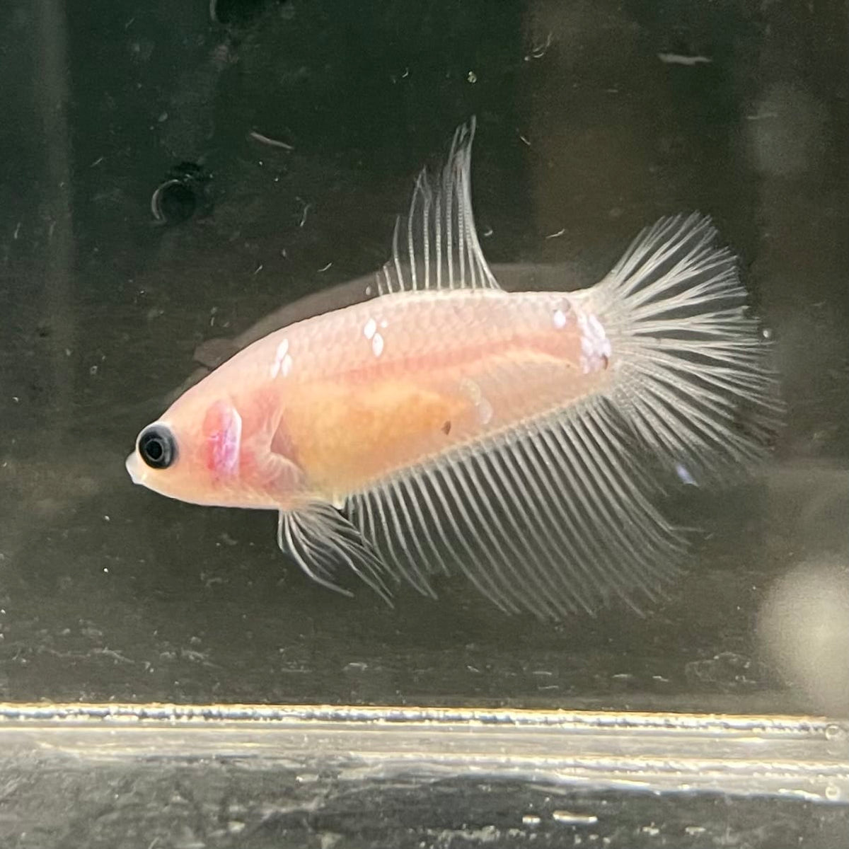the-fish-farm Female Betta Female Betta - One Only - Z Choose your own Female Betta at The Fish Farm Australia