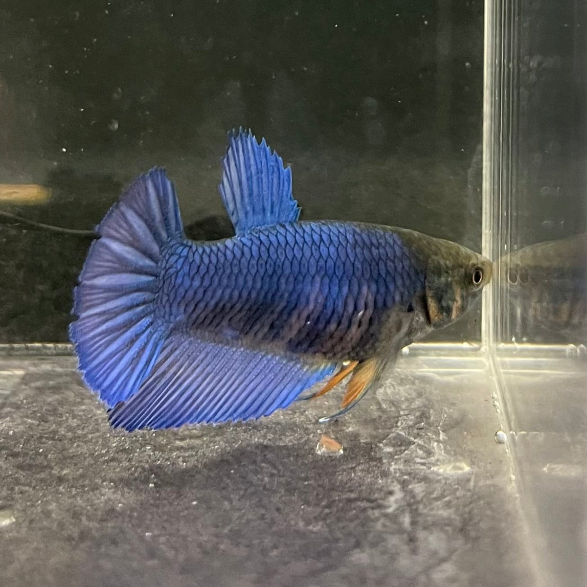the-fish-farm Female Betta Female Betta - One Only - Z Choose your own Female Betta at The Fish Farm Australia