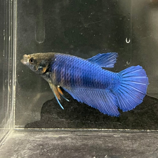 the-fish-farm Female Betta Female Betta - One Only - Z Choose your own Female Betta at The Fish Farm Australia