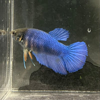 the-fish-farm Female Betta Female Betta - One Only - Z Choose your own Female Betta at The Fish Farm Australia