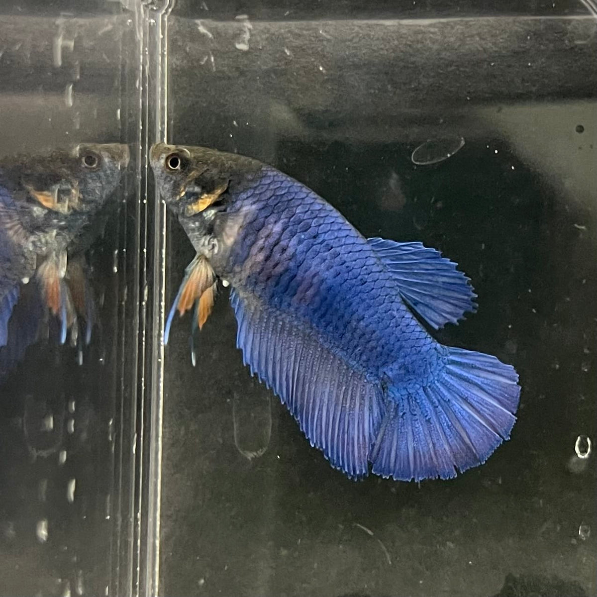 the-fish-farm Female Betta Female Betta - One Only - Z Choose your own Female Betta at The Fish Farm Australia