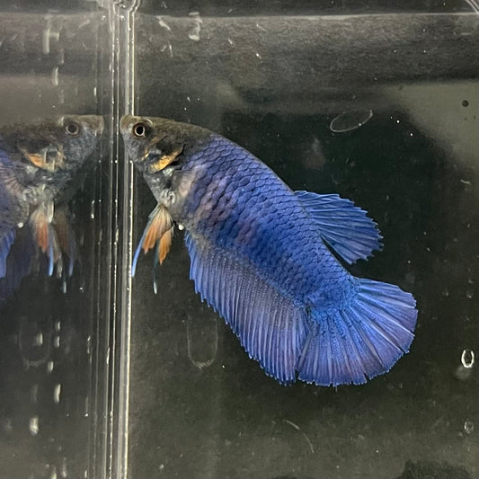 the-fish-farm Female Betta Female Betta - One Only - Z Choose your own Female Betta at The Fish Farm Australia