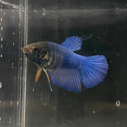 the-fish-farm Female Betta Female Betta - One Only - Z Choose your own Female Betta at The Fish Farm Australia