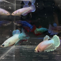 the-fish-farm Female Betta Halfmoon Betta - Female Assorted Colours 4-5cm Female Halfmoon Betta 5cm - The Fish Farm