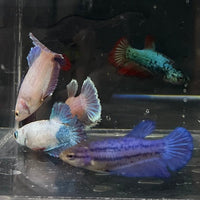 the-fish-farm Female Betta Halfmoon Betta - Female Assorted Colours 4-5cm Female Halfmoon Betta 5cm - The Fish Farm