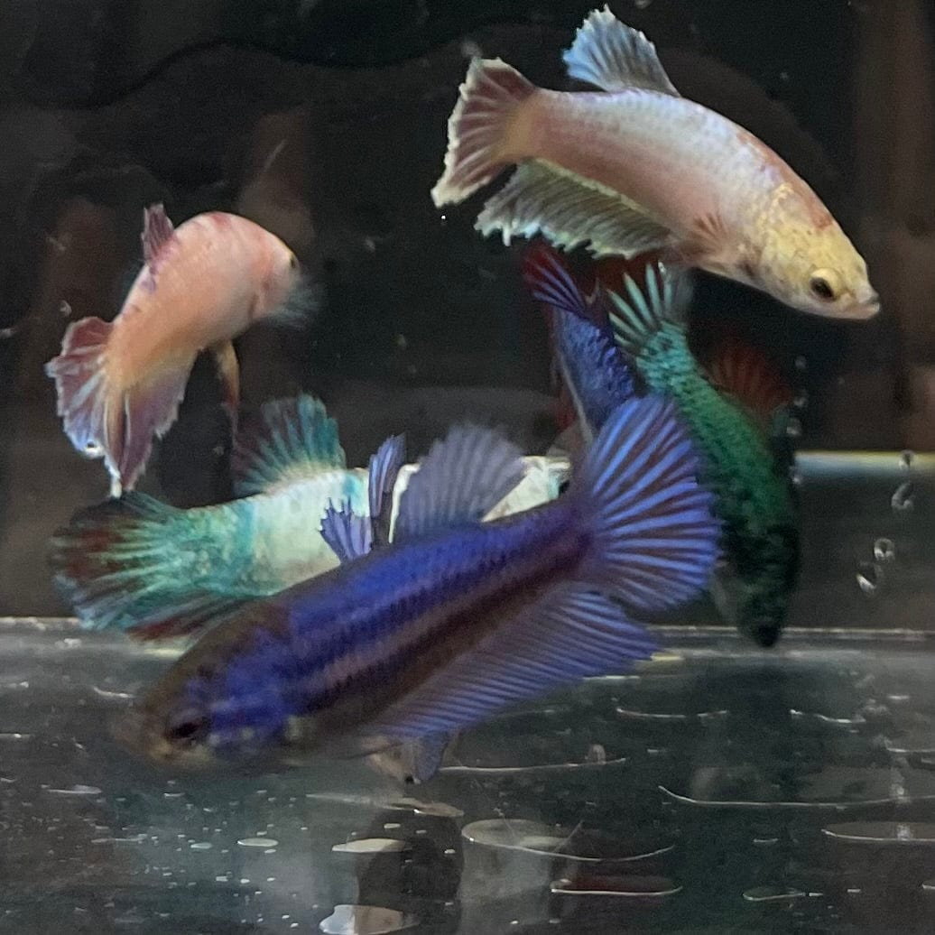 the-fish-farm Female Betta Halfmoon Betta - Female Assorted Colours 4-5cm Female Halfmoon Betta 5cm - The Fish Farm
