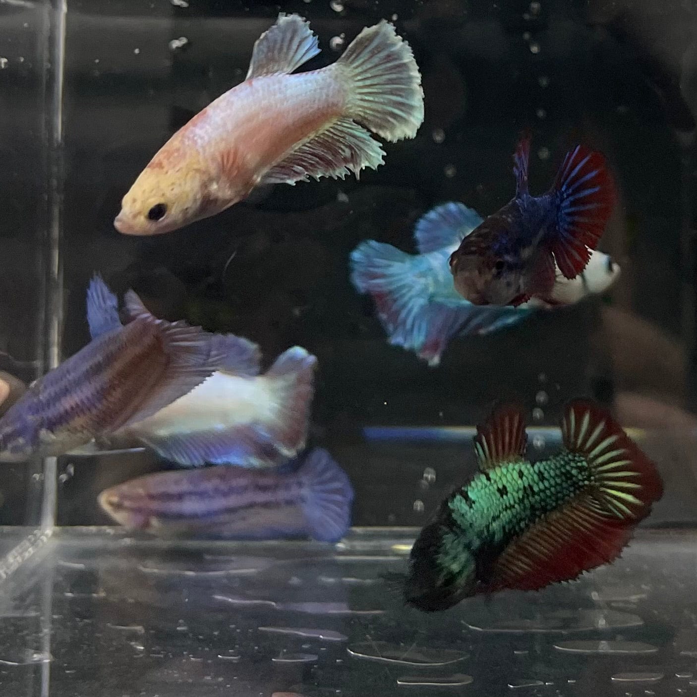 the-fish-farm Female Betta Halfmoon Betta - Female Assorted Colours 4-5cm Female Halfmoon Betta 5cm - The Fish Farm