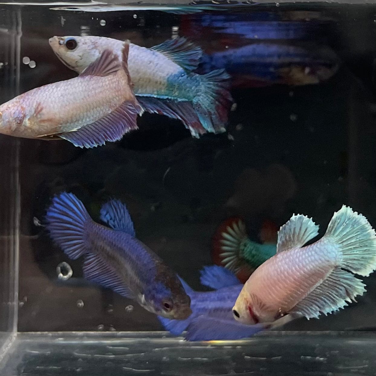 the-fish-farm Female Betta Halfmoon Betta - Female Assorted Colours 4-5cm Female Halfmoon Betta 5cm - The Fish Farm