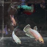 the-fish-farm Female Betta Halfmoon Betta - Female Assorted Colours 4-5cm Female Halfmoon Betta 5cm - The Fish Farm