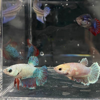 the-fish-farm Female Betta Halfmoon Betta - Female Assorted Colours 4-5cm Female Halfmoon Betta 5cm - The Fish Farm