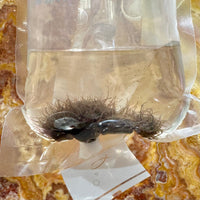 the-fish-farm Fish Food Live Blackworms Fish Food Buy Live Blackworms for Fish Food from The Fish Farm Australia