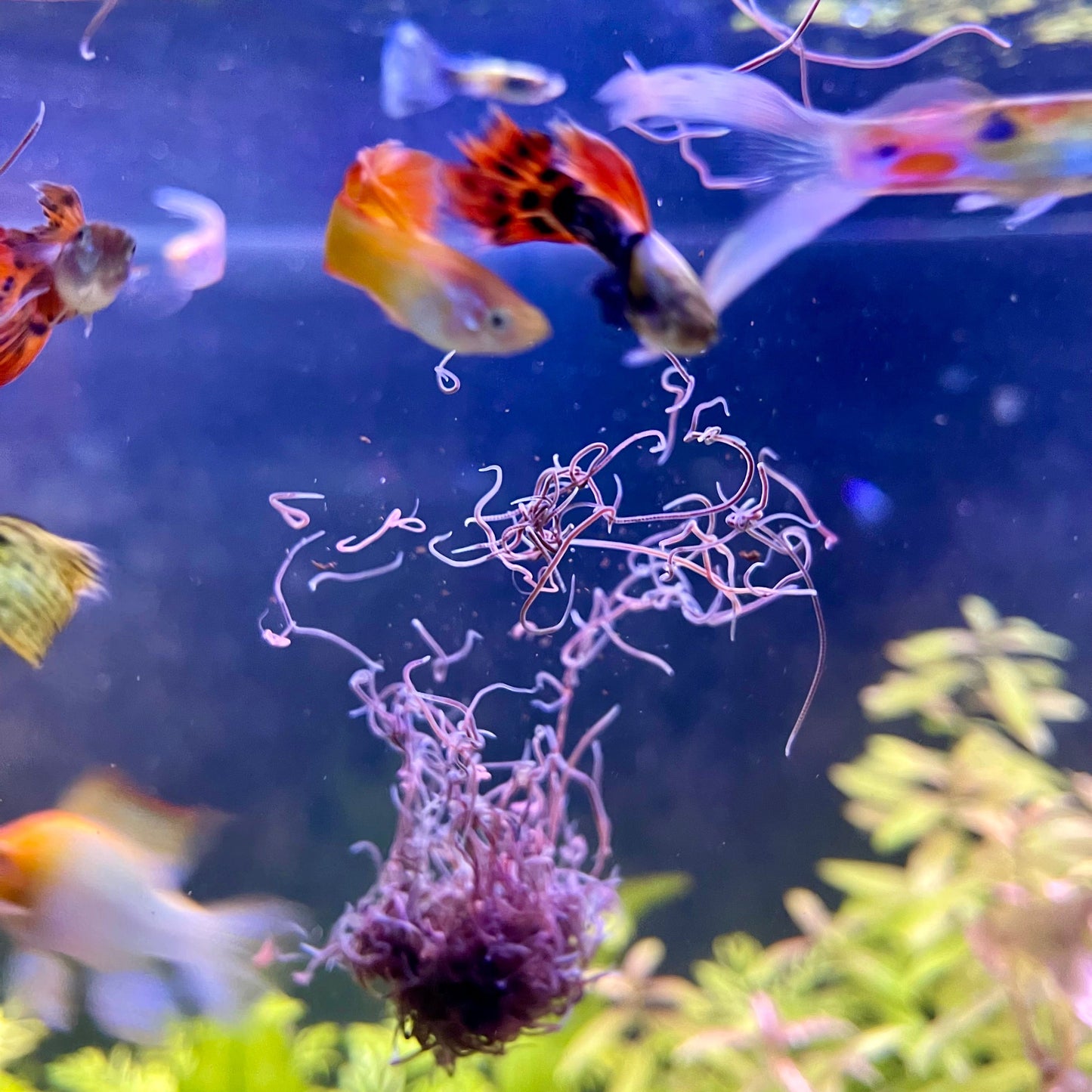 the-fish-farm Fish Food Live Blackworms Fish Food Buy Live Blackworms for Fish Food from The Fish Farm Australia