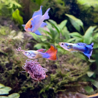 the-fish-farm Fish Food Live Blackworms Fish Food Buy Live Blackworms for Fish Food from The Fish Farm Australia