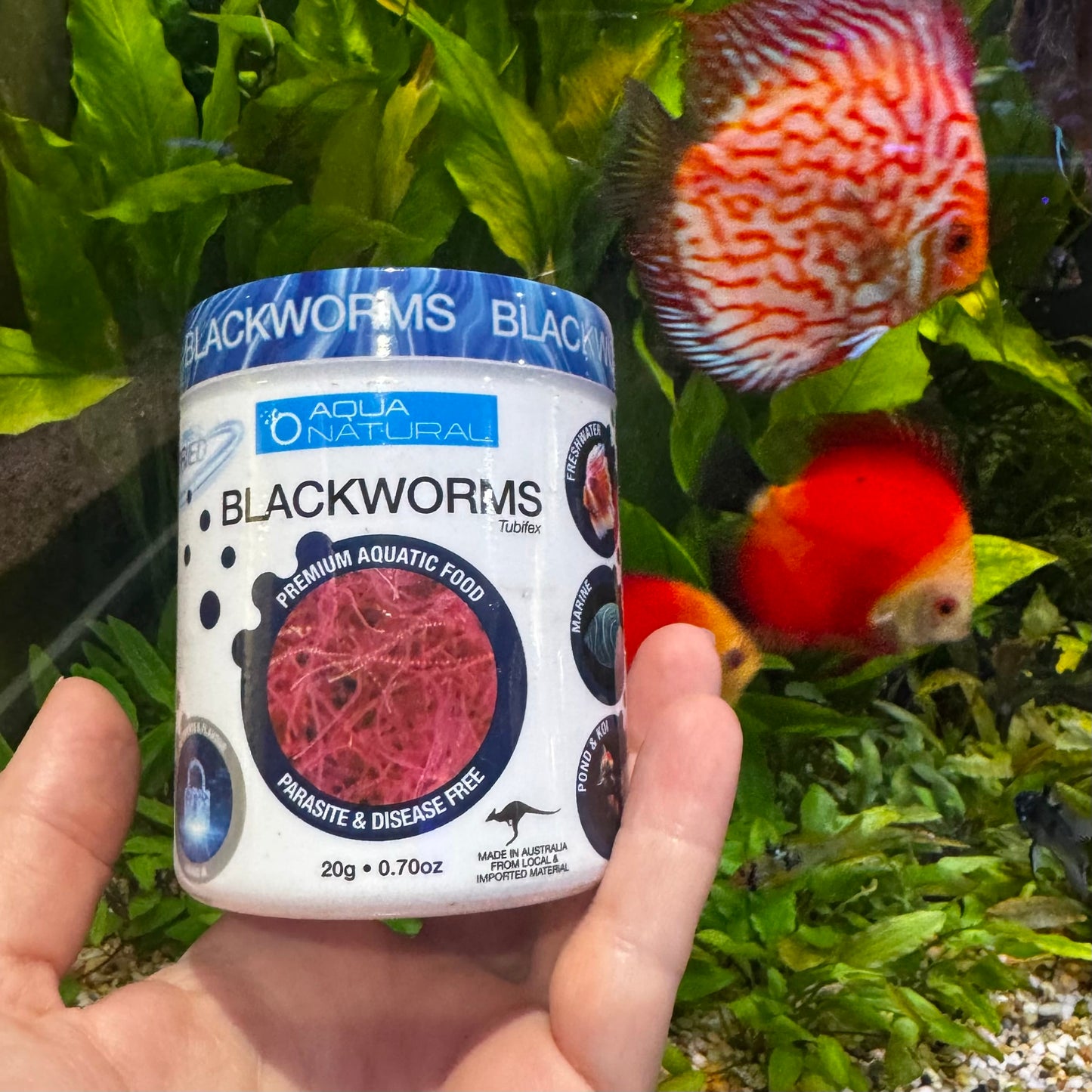 the-fish-farm Food and Treatments Aqua Natural Freeze Dried Blackworms Aqua Natural Freeze Dried Blackworms Freshwater and Marine Fish Food