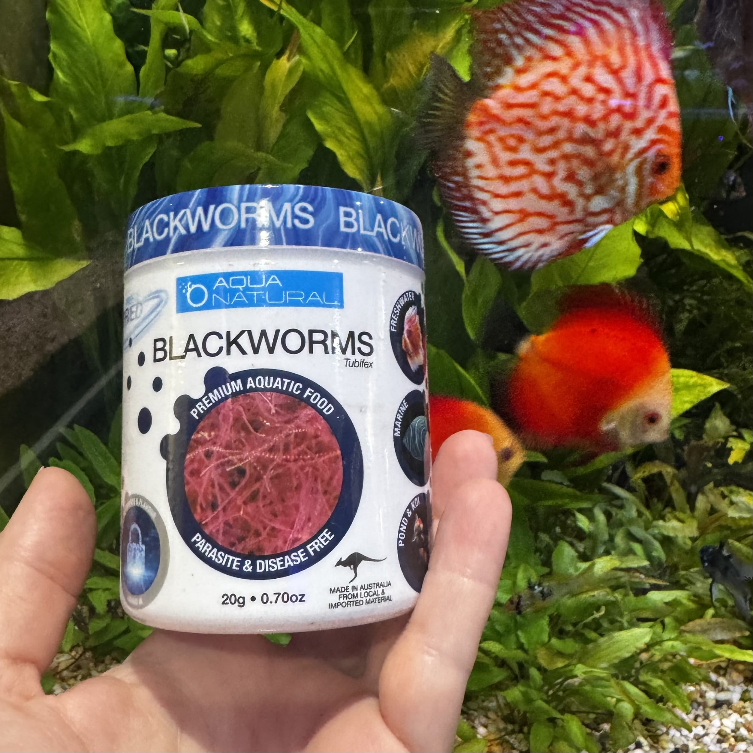 the-fish-farm Food and Treatments Aqua Natural Freeze Dried Blackworms Aqua Natural Freeze Dried Blackworms Freshwater and Marine Fish Food