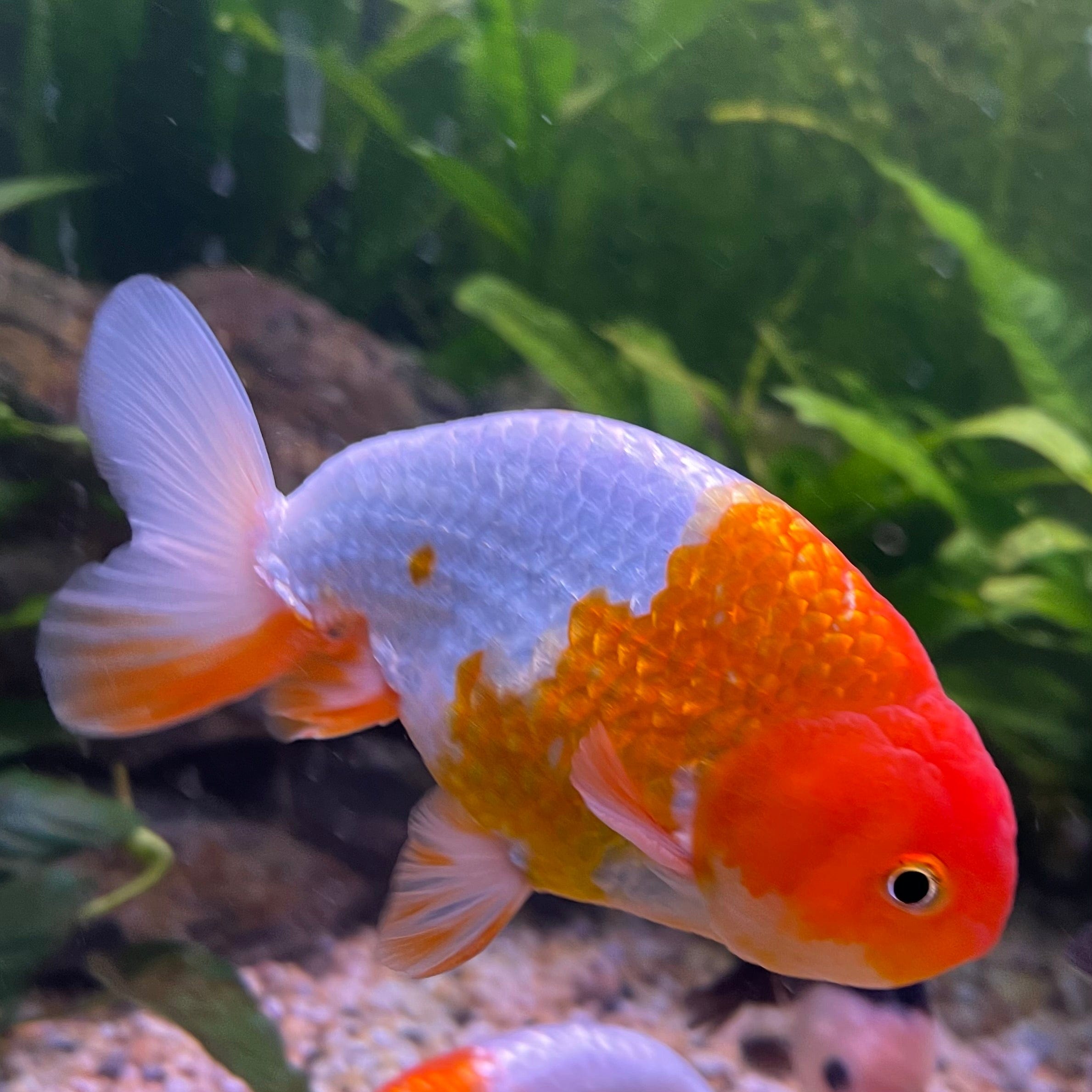 the-fish-farm Goldfish 10 cm Ranchu Goldfish - Red & white-One Only-1 Ranchu Goldfish - Red - The Fish Farm Australia