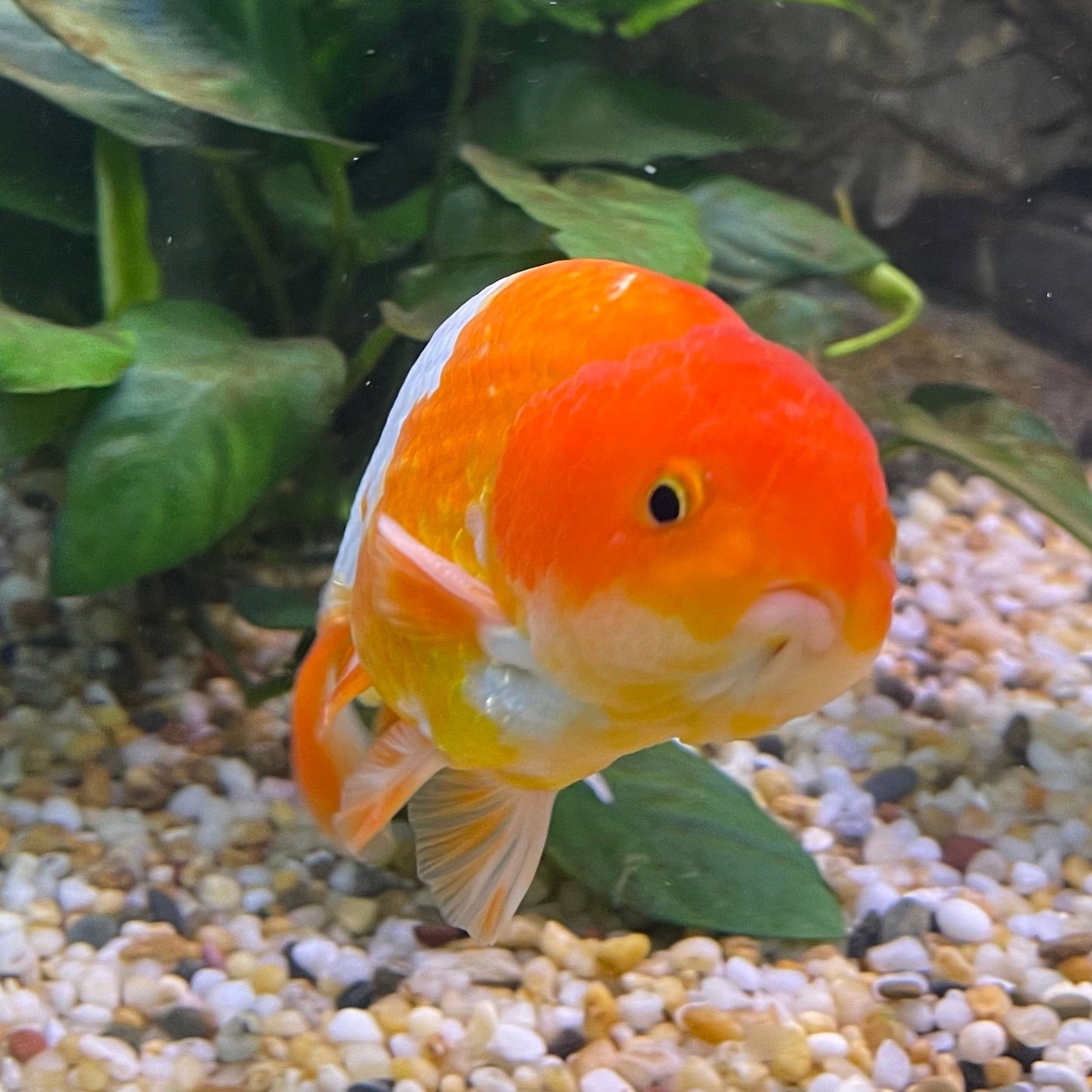 the-fish-farm Goldfish 10 cm Ranchu Goldfish - Red & white-One Only-1 Ranchu Goldfish - Red - The Fish Farm Australia