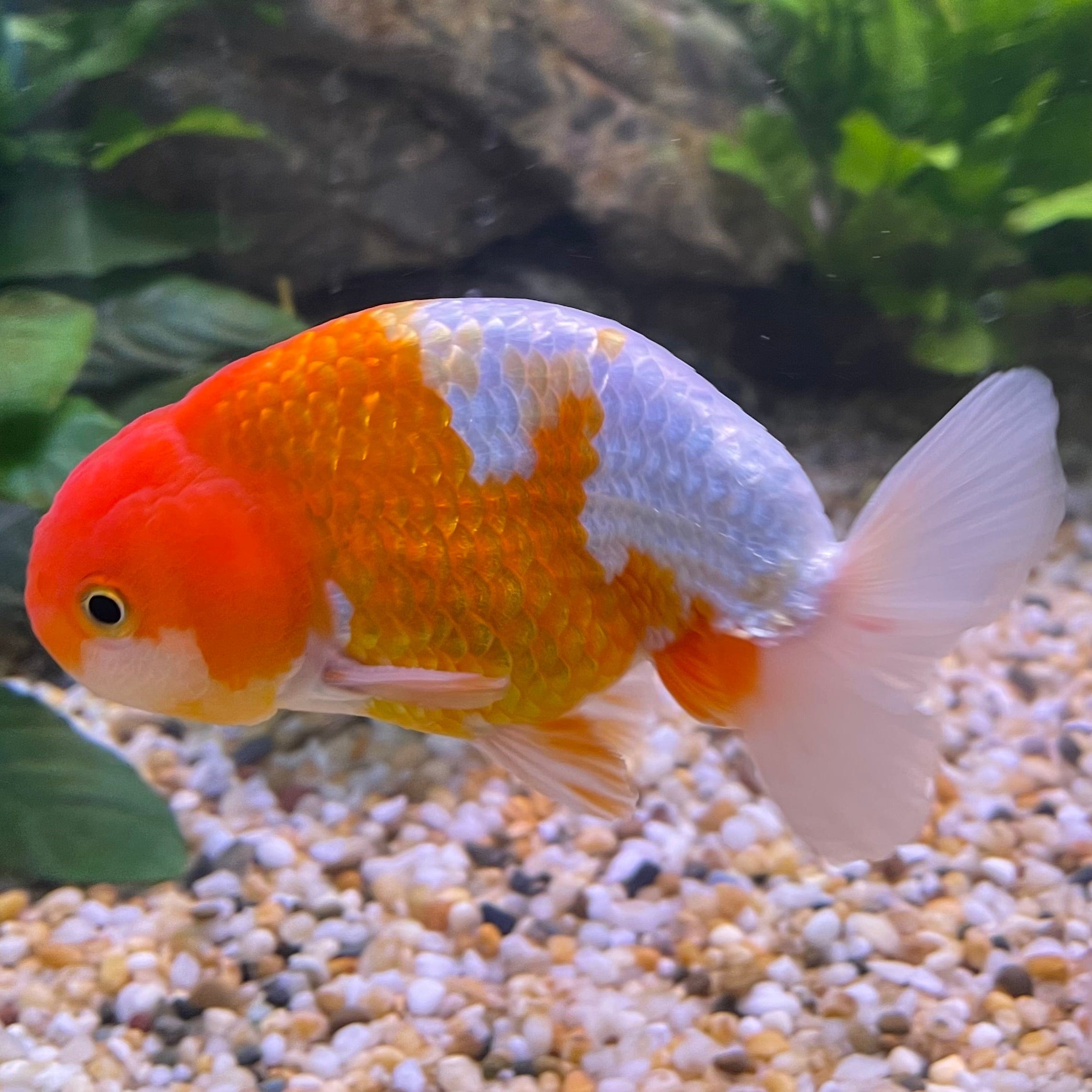 the-fish-farm Goldfish 10 cm Ranchu Goldfish - Red & white-One Only-1 Ranchu Goldfish - Red - The Fish Farm Australia