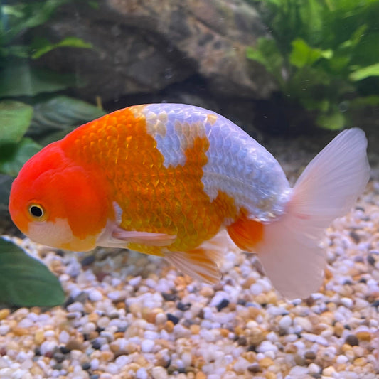 the-fish-farm Goldfish 10 cm Ranchu Goldfish - Red & white-One Only-1 Ranchu Goldfish - Red - The Fish Farm Australia