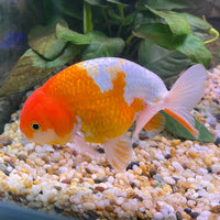 the-fish-farm Goldfish 10 cm Ranchu Goldfish - Red & white-One Only-1 Ranchu Goldfish - Red - The Fish Farm Australia