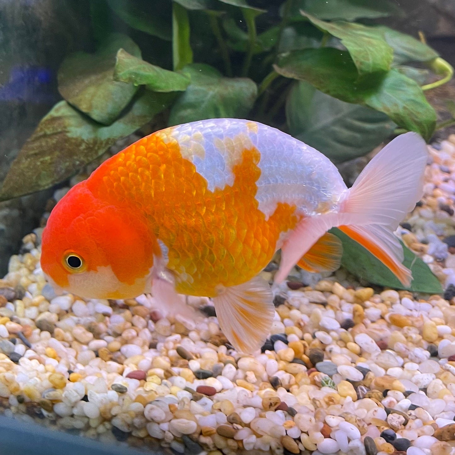 the-fish-farm Goldfish 10 cm Ranchu Goldfish - Red & white-One Only-1 Ranchu Goldfish - Red - The Fish Farm Australia