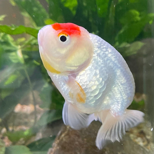 the-fish-farm Goldfish 10 cm Ranchu Goldfish - Red & white-One Only-1 Ranchu Goldfish - Red - The Fish Farm Australia
