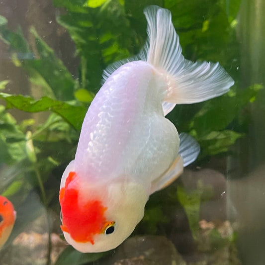 the-fish-farm Goldfish 10 cm Ranchu Goldfish - Red & white-One Only-1 Ranchu Goldfish - Red - The Fish Farm Australia