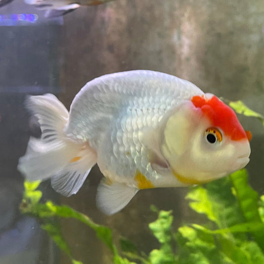 the-fish-farm Goldfish 10 cm Ranchu Goldfish - Red & white-One Only-1 Ranchu Goldfish - Red - The Fish Farm Australia
