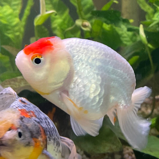 the-fish-farm Goldfish 10 cm Ranchu Goldfish - Red & white-One Only-1 Ranchu Goldfish - Red - The Fish Farm Australia