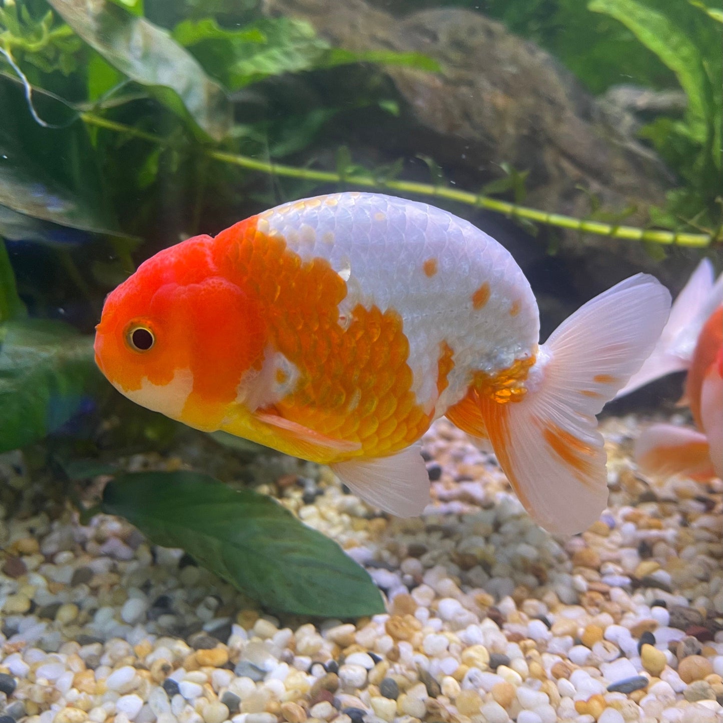 the-fish-farm Goldfish 10 cm Ranchu Goldfish - Red & white-One Only-2 Ranchu Goldfish - Red - The Fish Farm Australia