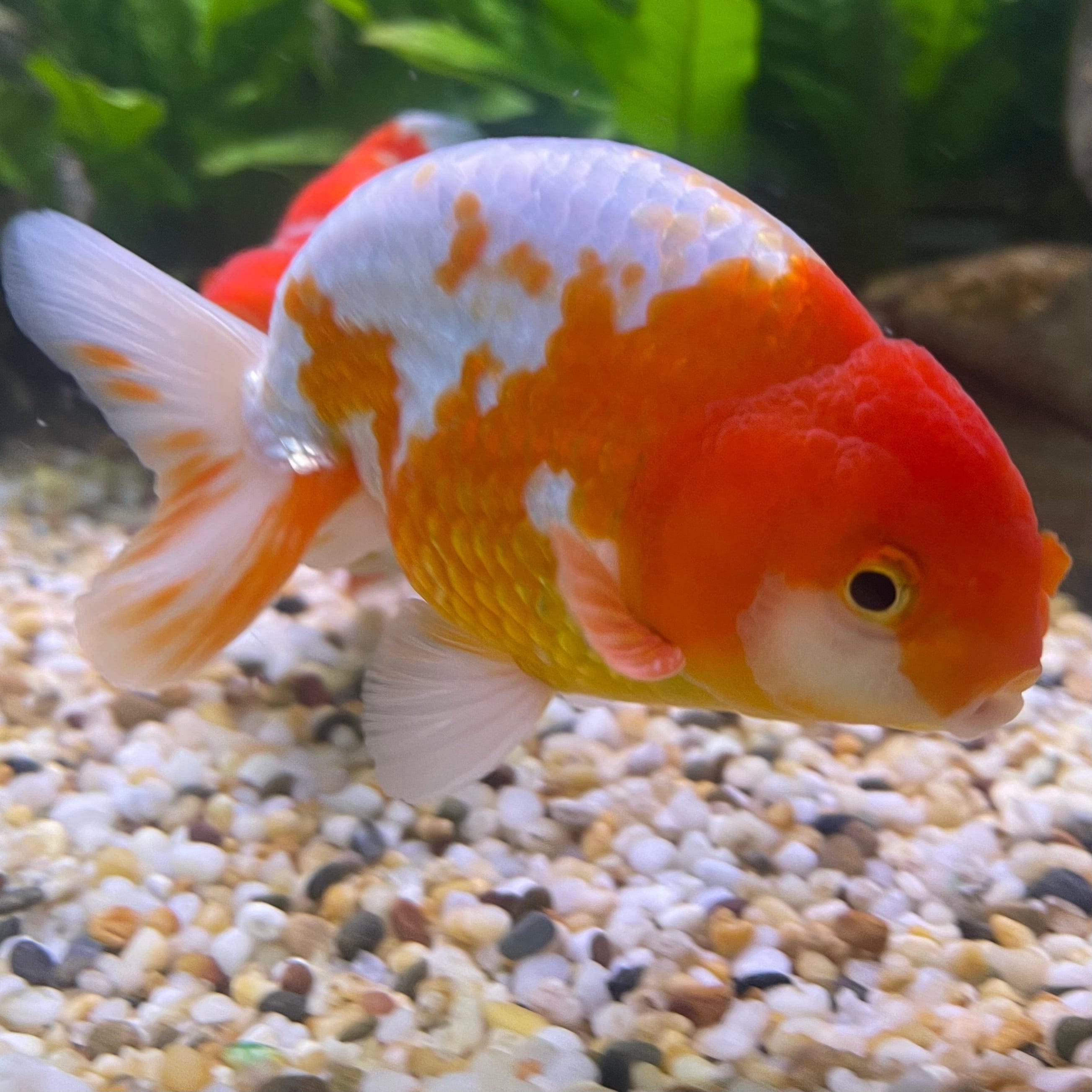the-fish-farm Goldfish 10 cm Ranchu Goldfish - Red & white-One Only-2 Ranchu Goldfish - Red - The Fish Farm Australia