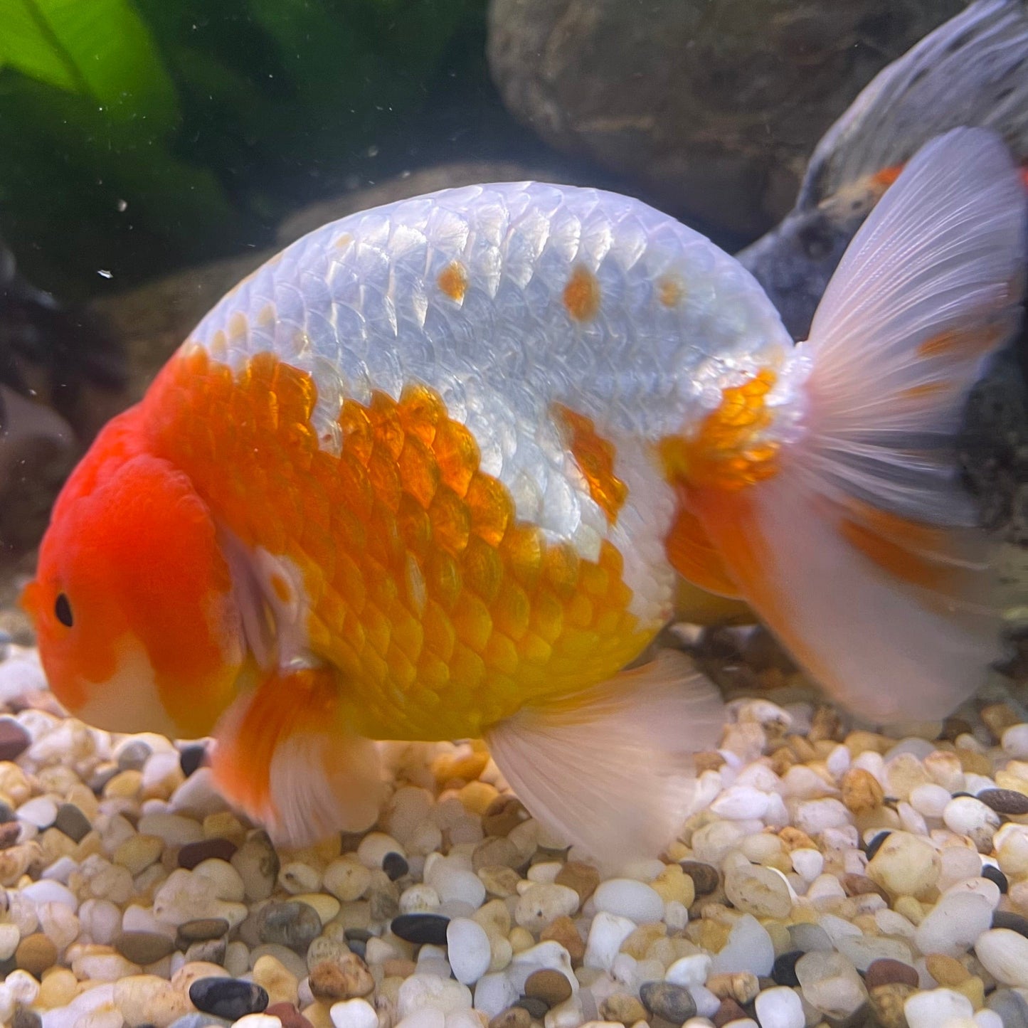 the-fish-farm Goldfish 10 cm Ranchu Goldfish - Red & white-One Only-2 Ranchu Goldfish - Red - The Fish Farm Australia