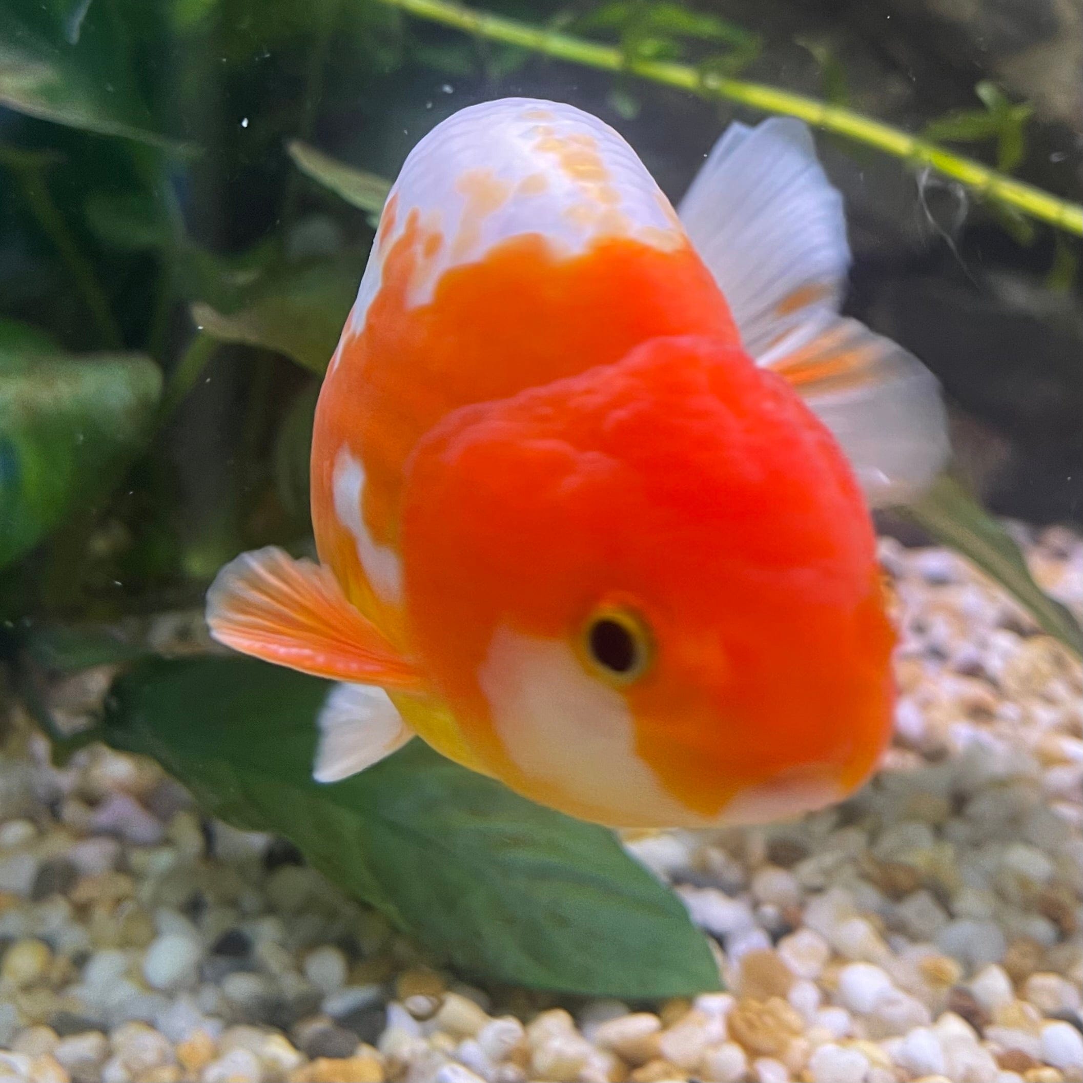 the-fish-farm Goldfish 10 cm Ranchu Goldfish - Red & white-One Only-2 Ranchu Goldfish - Red - The Fish Farm Australia
