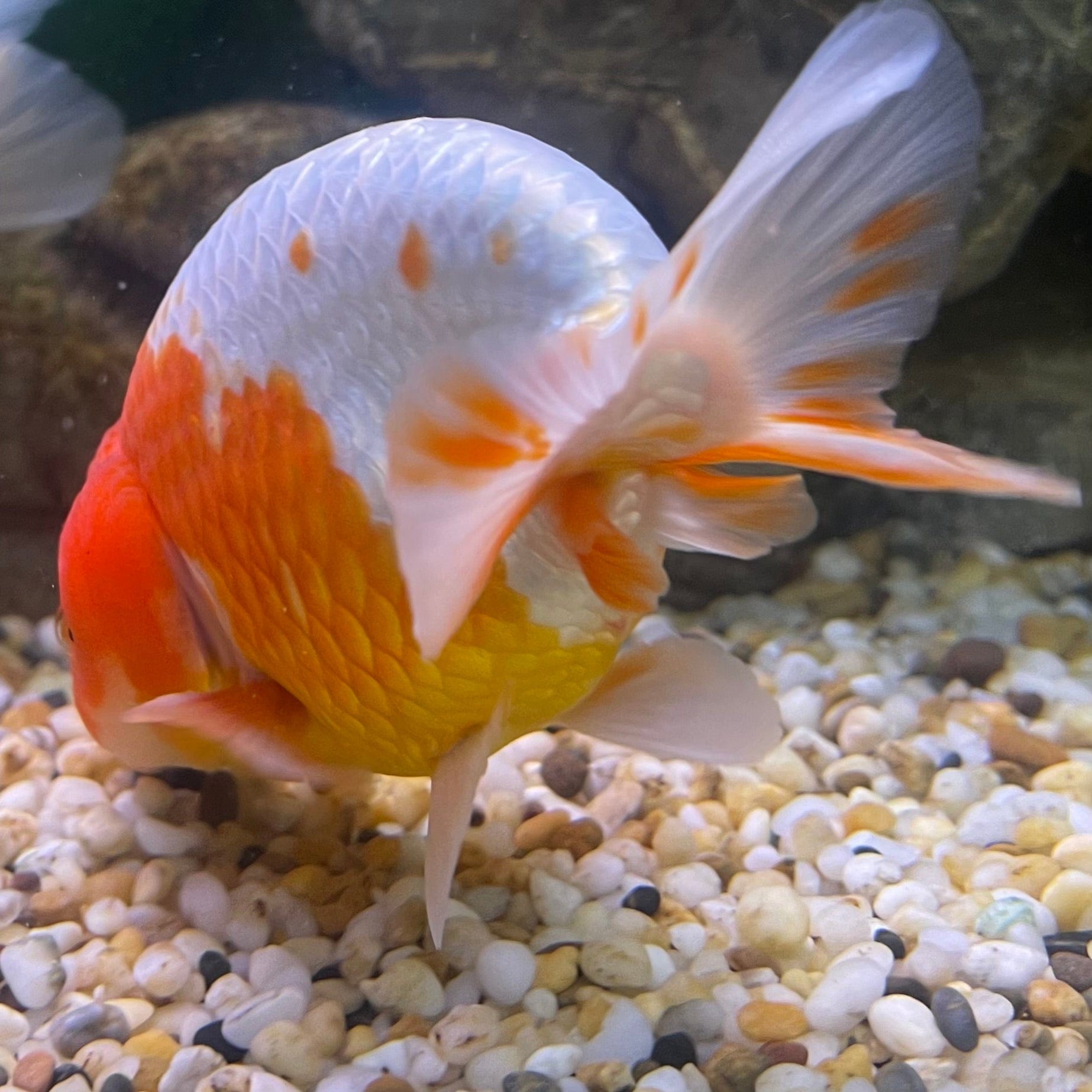 the-fish-farm Goldfish 10 cm Ranchu Goldfish - Red & white-One Only-2 Ranchu Goldfish - Red - The Fish Farm Australia