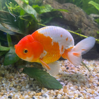 the-fish-farm Goldfish 10 cm Ranchu Goldfish - Red & white-One Only-2 Ranchu Goldfish - Red - The Fish Farm Australia
