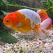 the-fish-farm Goldfish 10 cm Ranchu Goldfish - Red & white-One Only-2 Ranchu Goldfish - Red - The Fish Farm Australia