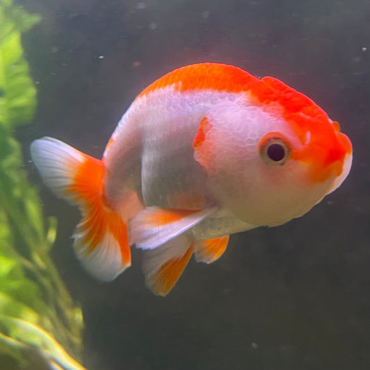 the-fish-farm Goldfish 10 cm Ranchu Goldfish - Red & white-One Only-2 Ranchu Goldfish - Red - The Fish Farm Australia