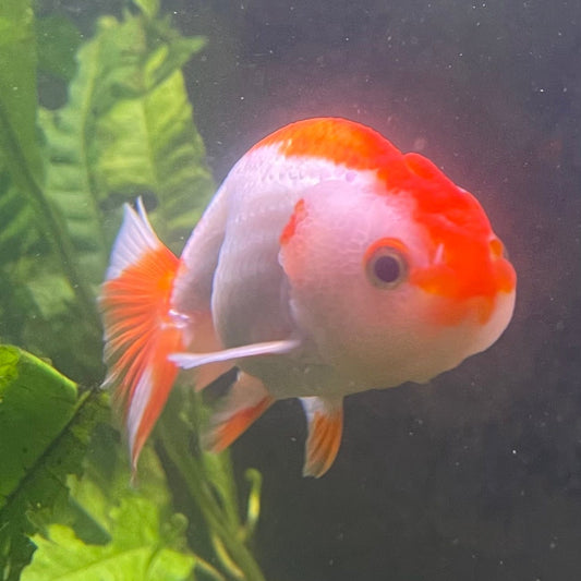 the-fish-farm Goldfish 10 cm Ranchu Goldfish - Red & white-One Only-2 Ranchu Goldfish - Red - The Fish Farm Australia