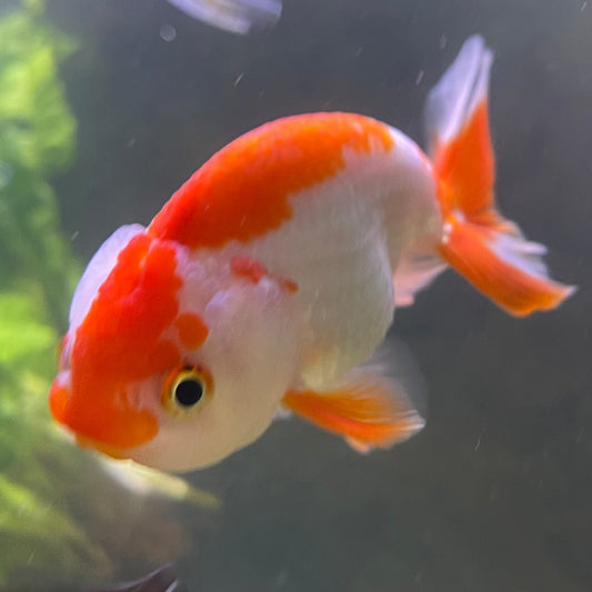 the-fish-farm Goldfish 10 cm Ranchu Goldfish - Red & white-One Only-2 Ranchu Goldfish - Red - The Fish Farm Australia