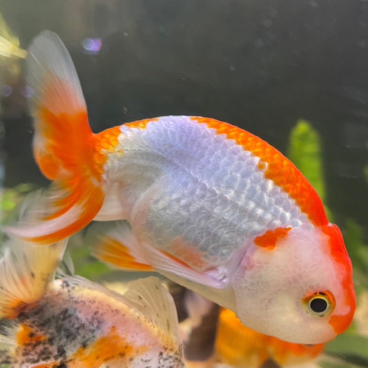 the-fish-farm Goldfish 10 cm Ranchu Goldfish - Red & white-One Only-2 Ranchu Goldfish - Red - The Fish Farm Australia